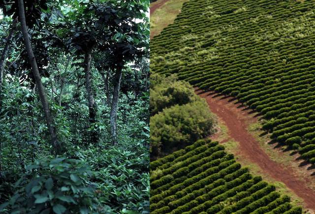 On the left is a shade grown coffee operation. On the right, you'll see how sun grown coffee is grown. Sun grown coffee clearly causes destruction of nature.