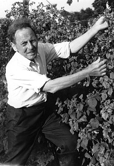 Donald Watson, the founder of veganism, in his garden picking vegetables.