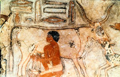 Ancient tomb painting of an egyption milking a cow